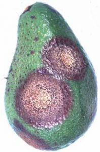 anthracnose lesions