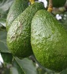 Avocados on the tree