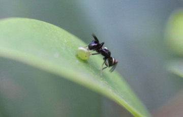 Anastatus sp. is an egg parasitoid used for spotting bug control