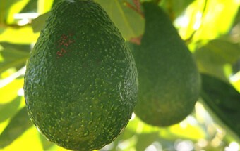 Avocado and wine dominate exports for 2016