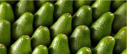 Colombia granted access to US avocado market