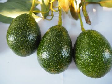 Gem avocado fruit: Showing the pattern of yellow lenticels whilst skin is still green