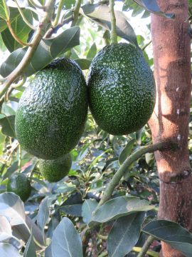 Gem avocado fruit: Showing how GEM® fruit is borne inside of canopy providing more protection from wind and sunburn.