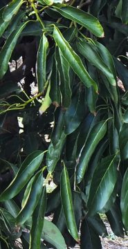 Long narrow leaf shape of Maluma® avocado tree