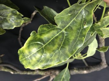 Leaf showing chlorotic mottling caused by Xylella fastidiosa (photograph courtesy of Mauricio Montero Astúa)
