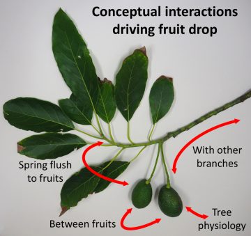 Figure 2. An illustration of resource competition based on an avocado branch with two developing fruits and a vegetative spring flush. Red arrows indicate conceptual interactions between growing vegetative and reproductive units of the shoot that are implicated in the regulation of fruit abscission.