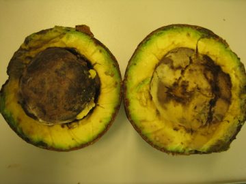 Figure 3. Soft, ripe Reed fruit with severe fungal disease through to the seed cavity.