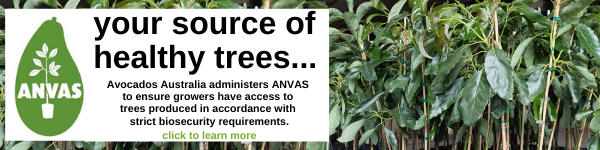 Avocados Australia administers ANVAS so growers have access to healthy avocado trees